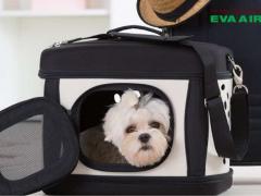 Lưu ý khi vật nuôi bay quá cảnh EVA Air mà bạn cần biết